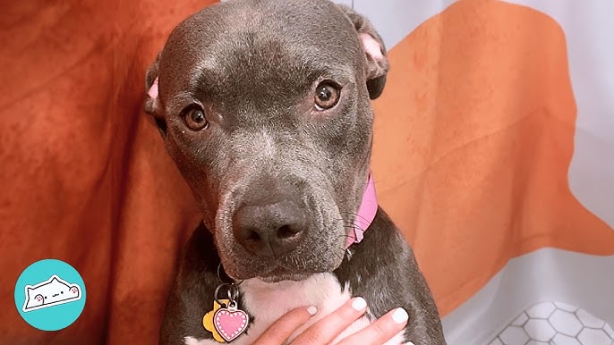 Discover Pitbulls Dating Life: The Untold Stories of His Relationships