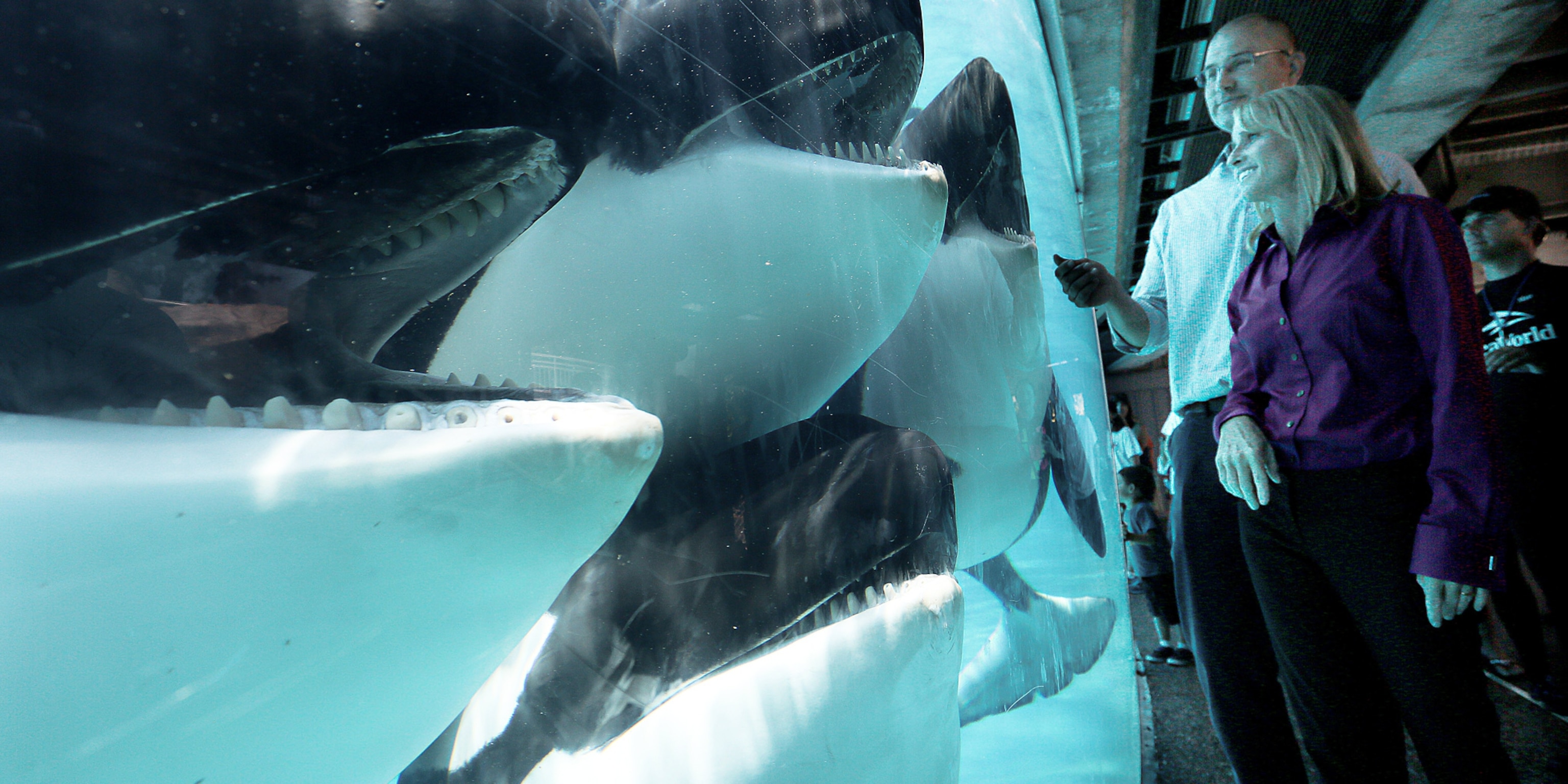 SeaWorlds Response to Blackfish: The Dawn Brancheau Tragedy Explained