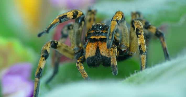 Catchy songs about spiders (Listen to these awesome tracks)