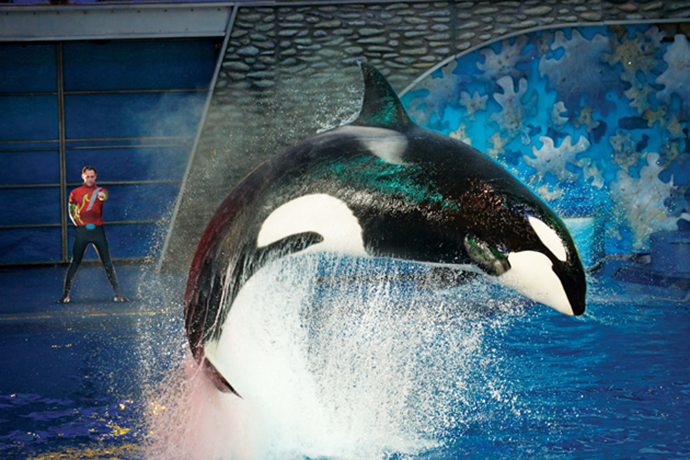 SeaWorlds Response to Blackfish: The Dawn Brancheau Tragedy Explained