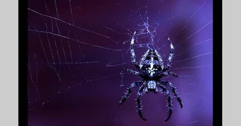 Catchy songs about spiders (Listen to these awesome tracks)