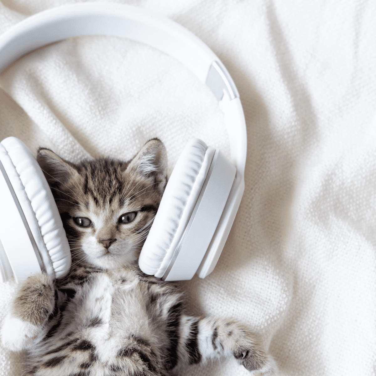 Amazing Songs with Cat in the Title: Listen to them now!