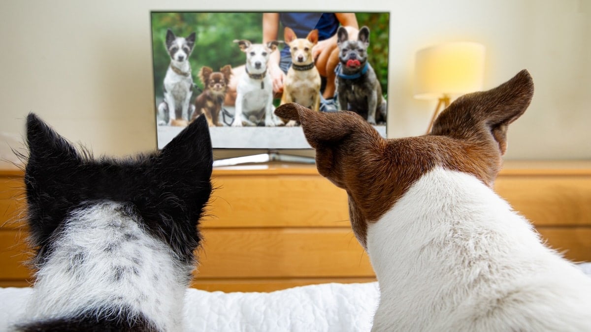 Whats the Best TV Show for Dogs? Check Out These Top Picks for Your Pup!