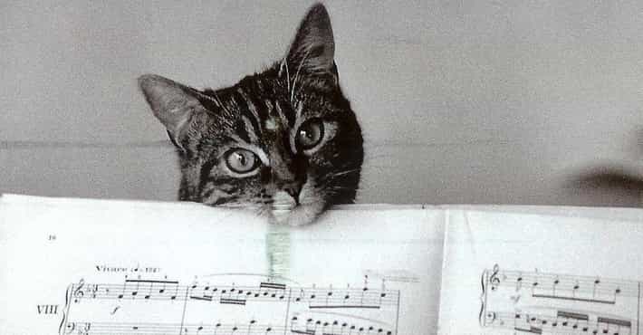 Amazing Songs with Cat in the Title: Listen to them now!